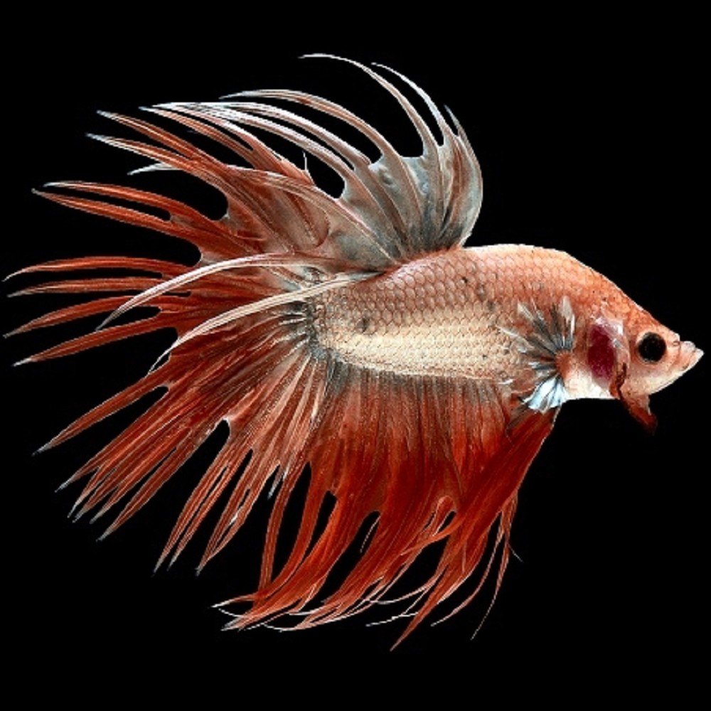 Betta splendens Siamesischer kampffisch männlich